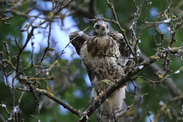 young buzzard  common buzzard (Buteo buteo)