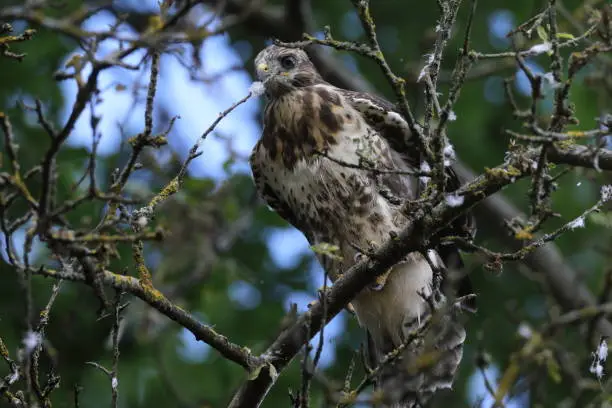 young buzzard  common buzzard (Buteo buteo)