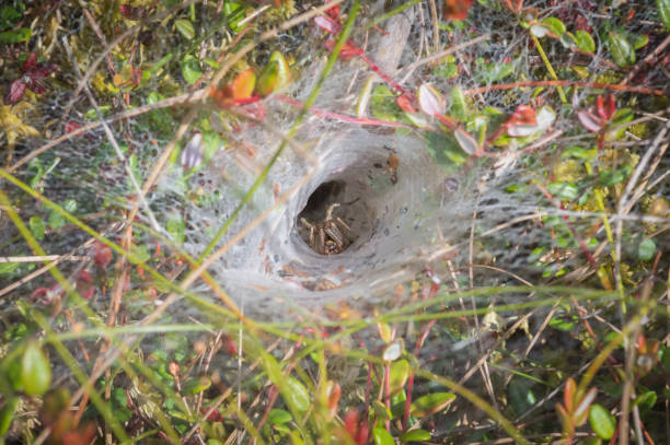 Funnel-web spider in his tunnel made from net in the colorful grass in the forest