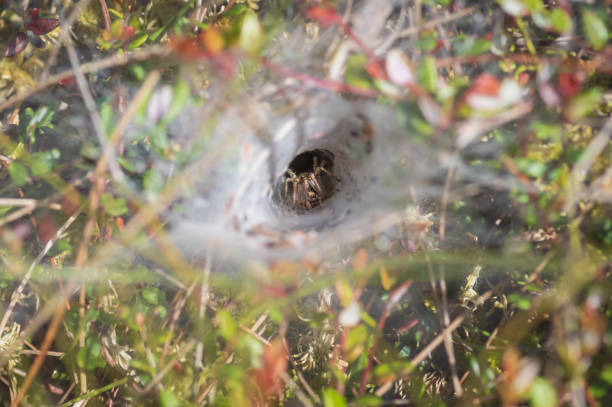 Funnel-web spider in his tunnel made from net in the colorful grass in the forest