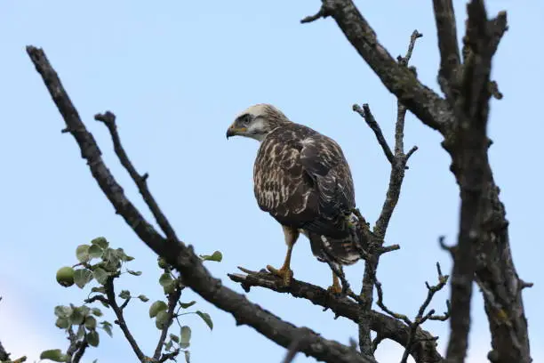 young buzzard  common buzzard (Buteo buteo)