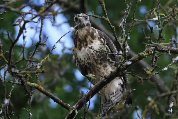 young buzzard  common buzzard (Buteo buteo)