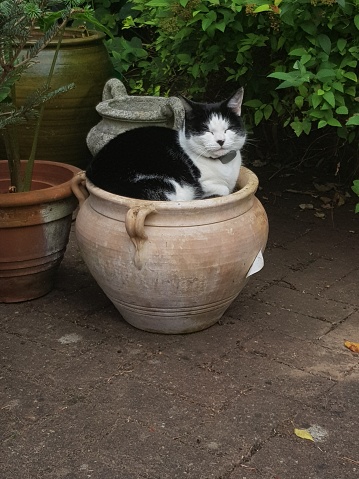 Cat in a plant pot - English garden