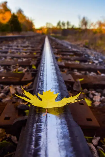 Photo of Leaf on train track