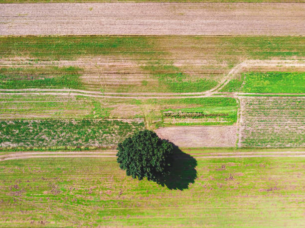 istock Top down view of single, isolated tree on the field. Drone, aerial view 1277568268