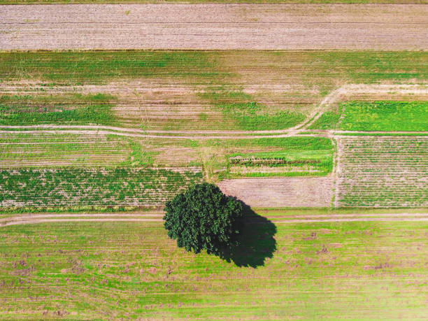 Top down view of single, isolated tree on the field. Drone, aerial view stock photo