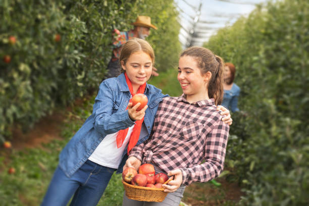 istock Fun with sister in apple orchard 1277568302