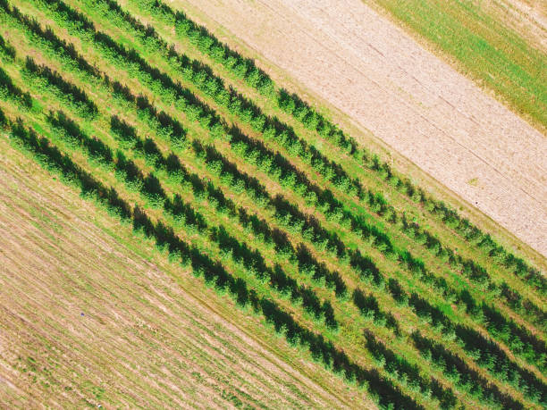 Lines of trees in an orchard. Drone, aerial view stock photo