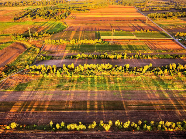 Shadow cast by a trees during sunset. Drone, aerial view stock photo