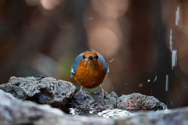 Orange - headed Thrush The omnivorous bird that has uniform grey upperparts , and an orange head and underparts. orange headed thrush bird stock pictures, royalty-free photos & images