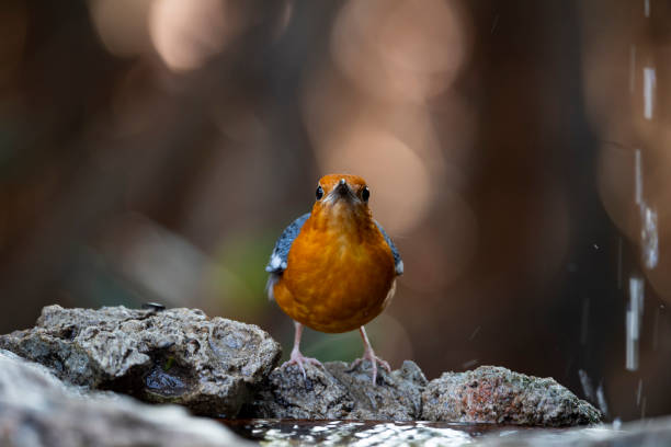 Orange - headed Thrush The omnivorous bird that has uniform grey upperparts , and an orange head and underparts. orange headed thrush bird stock pictures, royalty-free photos & images