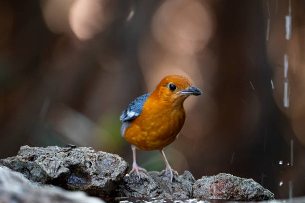 Orange - headed Thrush The omnivorous bird that has uniform grey upperparts , and an orange head and underparts. orange headed thrush bird stock pictures, royalty-free photos & images
