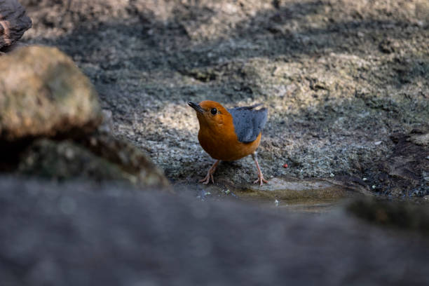 Orange - headed Thrush The omnivorous bird that has uniform grey upperparts , and an orange head and underparts. orange headed thrush bird stock pictures, royalty-free photos & images