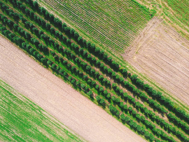 Lines of trees in an orchard. Drone, aerial view stock photo