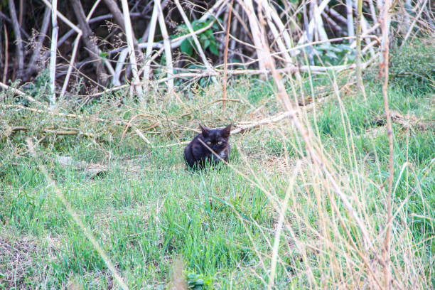 istock Homeless kitten looking out of a bushes 1277570569