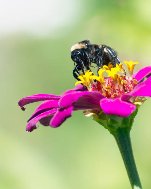 istock Bumblebee feeding on a hot pink flower 1277570633