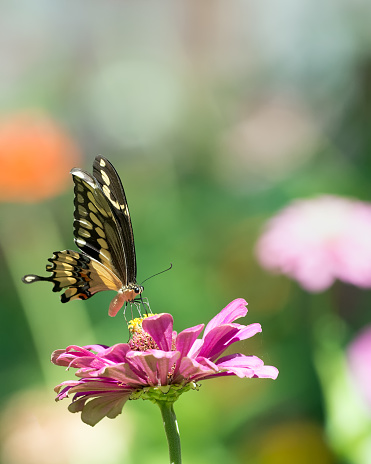 Large butterfly perches and feeds on a pink zinnia flower.