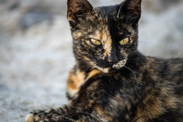 istock Cat with yellow eyes lying on a stone floor 1277571874