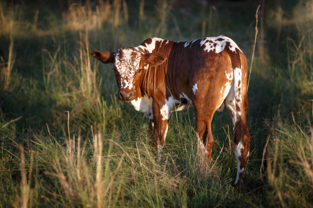 Nguni calf Young Nguni calf in the grass nguni cattle stock pictures, royalty-free photos & images