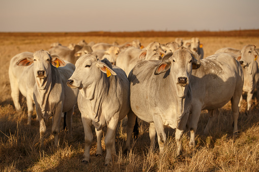 Brahman cows standing in late afternoon light