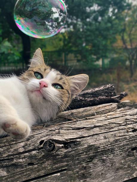 Autumn portrait of a cat playing with bubbles