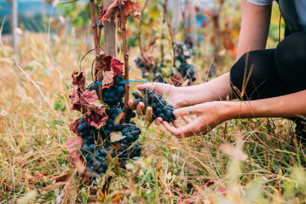 Vintner Controlling The Harvest
