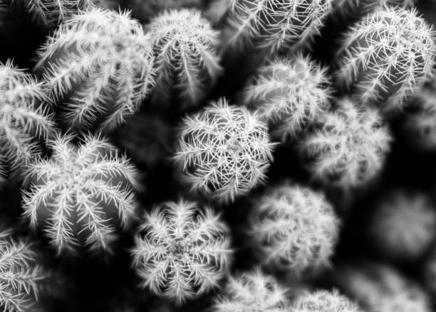 istock Abstract top view of peanuts cactus in black and white (Echinopsis chamaecereus, Chamaecereus silvestrii), soft focus 1277572585