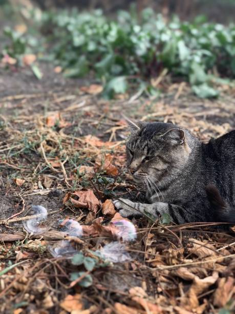 istock Autumn portrait of a cat 1277572698