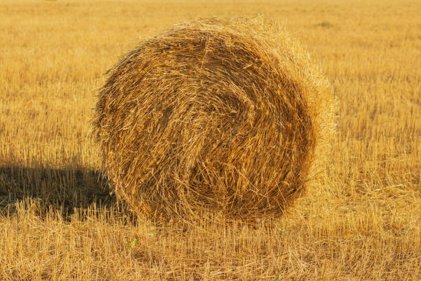 istock Hay bale. Haystack on rural nature on farmland, straw in the meadow 1277573659