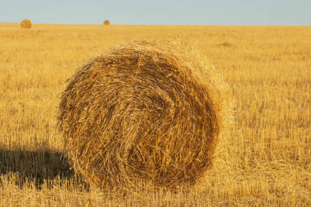 istock Hay bale. Haystack on rural nature on farmland, straw in the meadow 1277573670