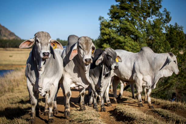 brahman byki - bydło zebu zdjęcia i obrazy z banku zdjęć