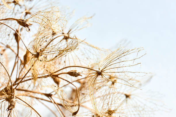istock Dry hortensia skeleton flower leaves 1277573907