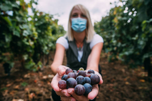 Woman In A Protective Face Mask Holding A Bunch Of Grapes