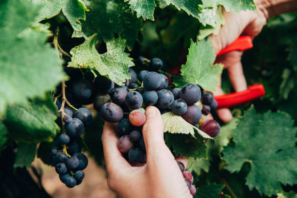 Hands Cutting Grapes from Vines