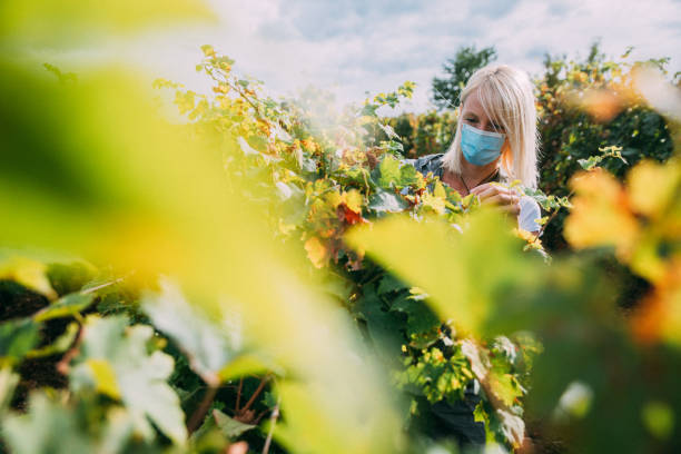 Picking Up The Grapes During Covid-19