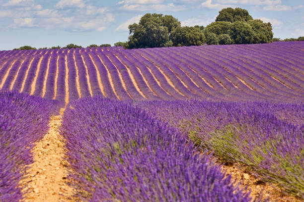 istock Lavender fields in summer. Guadalajara, Spain 1277574237