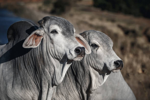 Brahman Stock Photo - Download Image Now - Bull - Animal, Close-up,  Agricultural Activity - iStock