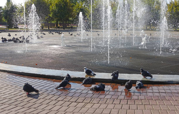 Pigeons bathing in spray from a fountain in a park Pigeons bathing in spray from a fountain in a park on a summer day tambov oblast photos stock pictures, royalty-free photos & images