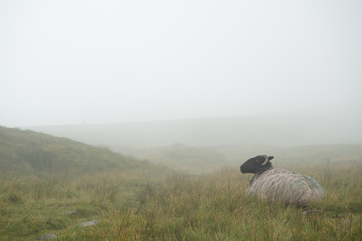 Sheep on the grass in the fog in Benbulbin, Ireland