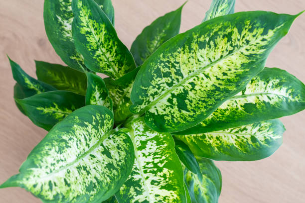 istock Dieffenbachia compacta (Dumb cane) plant leaves top view 1277576602