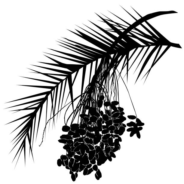 The date palm silhouette (Phoenix L.) is a leaf and fruit branch with fruits Date palm silhouette (Phoenix L.), leaf and fruit branch with fruit, black vector image on white background date palm tree stock illustrations