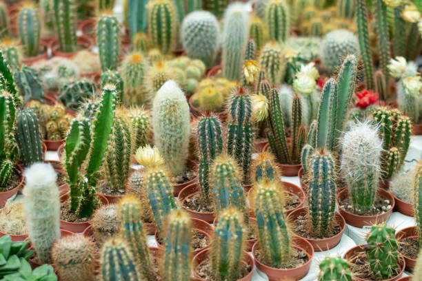 colección de mini cactus en maceta en un mercado de plantas - multi colored flower red flower head fotografías e imágenes de stock