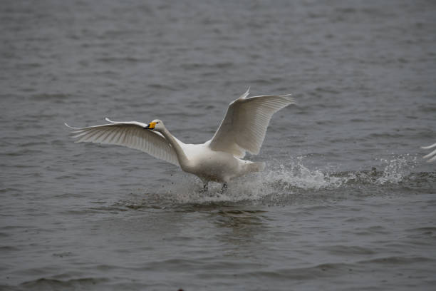 istock Berwick swan landing on water 1277579975