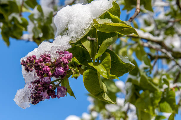 istock Winter break in spring with snow on lilac blossom 1277580021