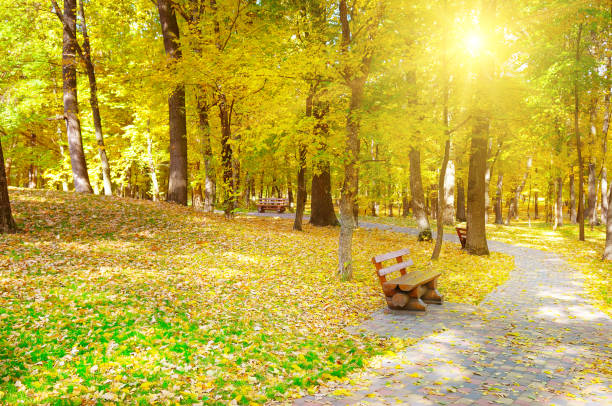istock Autumn park, garden bench and bright sunset. 1277580040