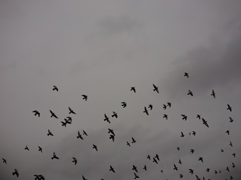 View of cloudy sky with silhouette of flying pigeons by an open public square in England