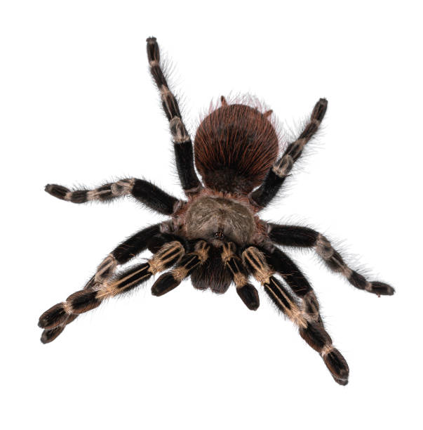 istock Brazilian red and white tarantula spider on white 1277580719