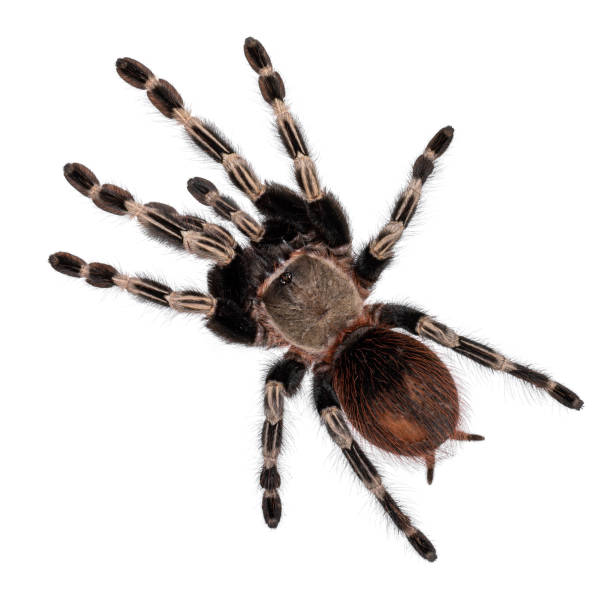 istock Brazilian red and white tarantula spider on white 1277580720