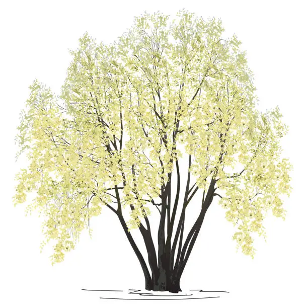 Vector illustration of The blossoming willow (Salix alba L.) in the spring