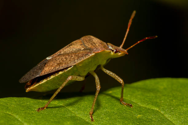 istock a southern green stink bug (nezara viridula) on a green  leaf. 1277581875